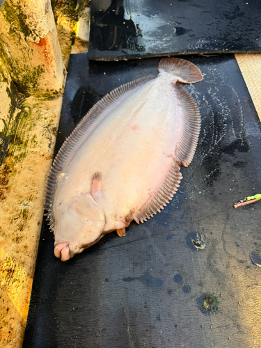 カレイの釣果