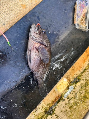 ソイの釣果