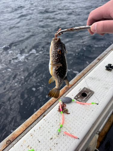 クサフグの釣果