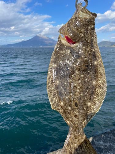 ヒラメの釣果