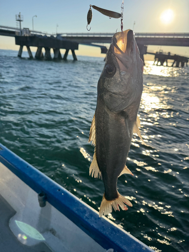 シーバスの釣果