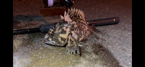 オウゴンムラソイの釣果