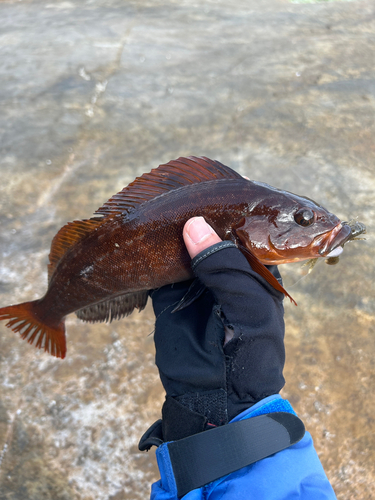 アイナメの釣果