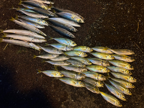 アジの釣果