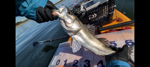 シーバスの釣果