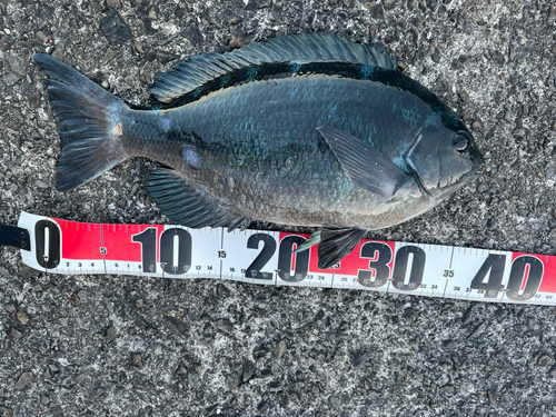 クチブトグレの釣果