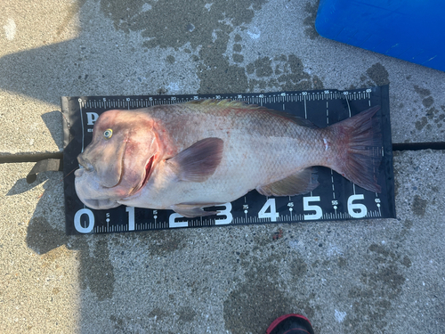 コブダイの釣果