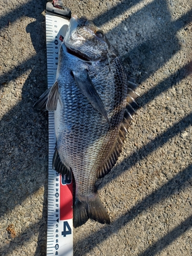 クロダイの釣果