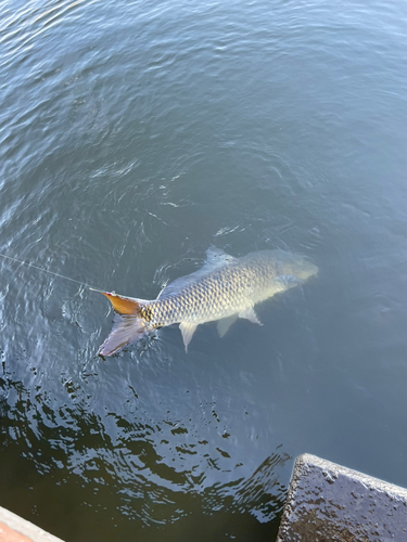 コイの釣果