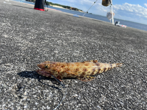 ミナミアカエソの釣果