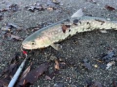 アメマスの釣果