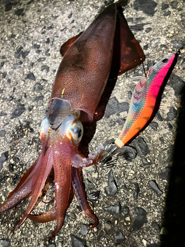 ケンサキイカの釣果