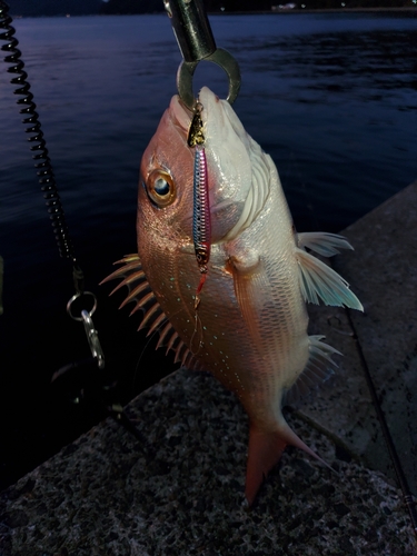 マダイの釣果