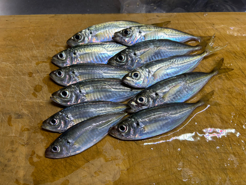 アジの釣果