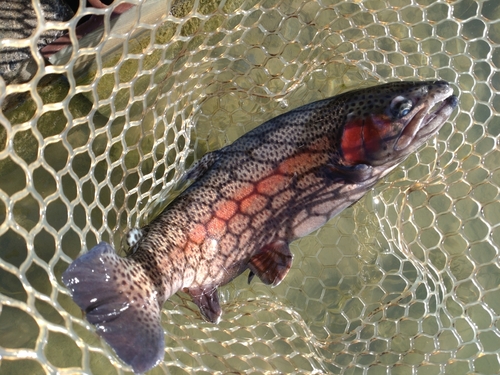 ニジマスの釣果