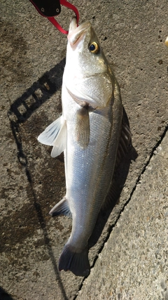 フッコ（マルスズキ）の釣果