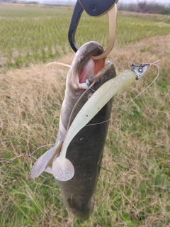 ナマズの釣果