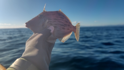 カワハギの釣果