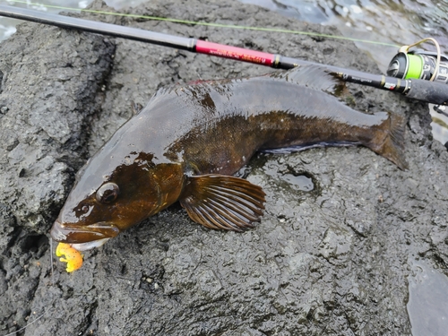 アイナメの釣果