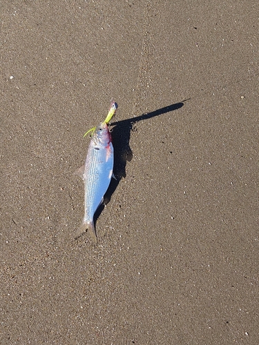 コノシロの釣果