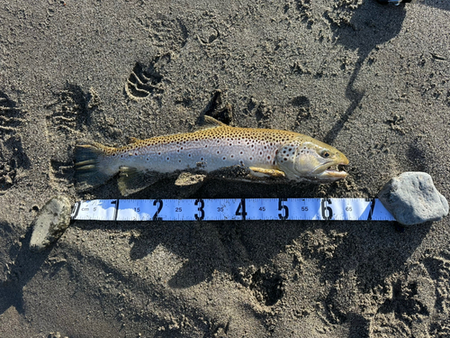 ブラウントラウトの釣果