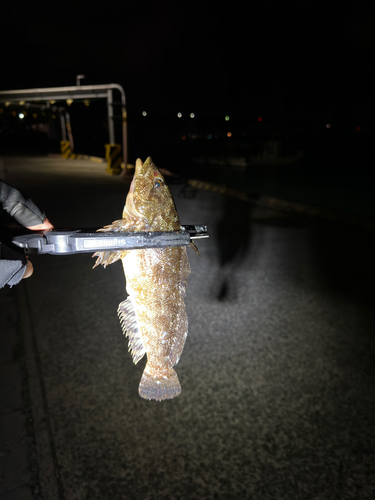 アイナメの釣果