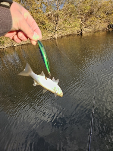 ボラの釣果