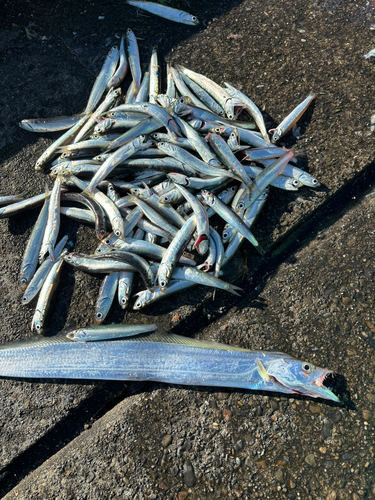 カタクチイワシの釣果