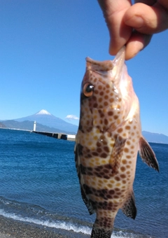 ハタの釣果