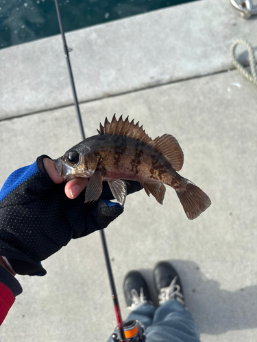 メバルの釣果