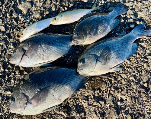 メジナの釣果