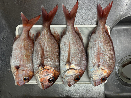 タイの釣果