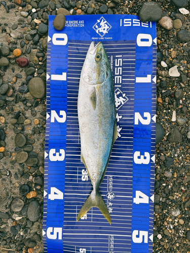 ツバスの釣果