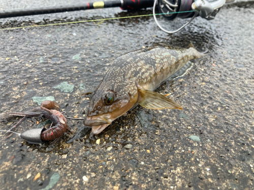 アイナメの釣果