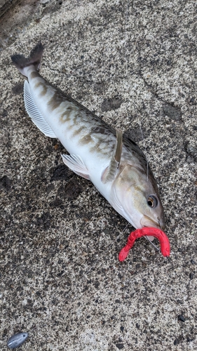 ホッケの釣果