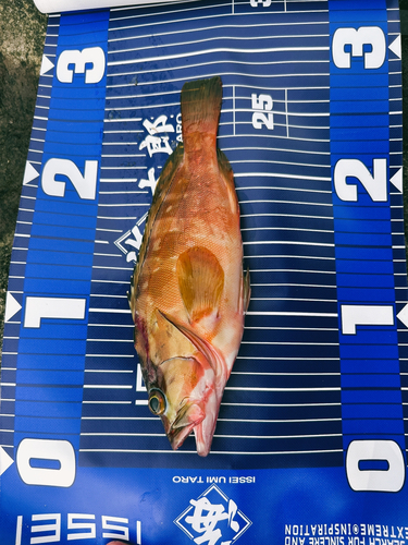 アカハタの釣果