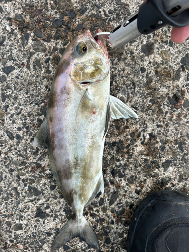 ショゴの釣果