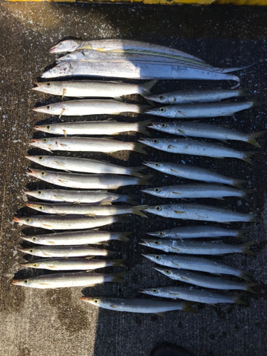 カマスの釣果