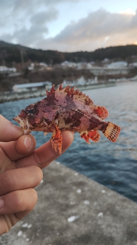 ヨロイメバルの釣果