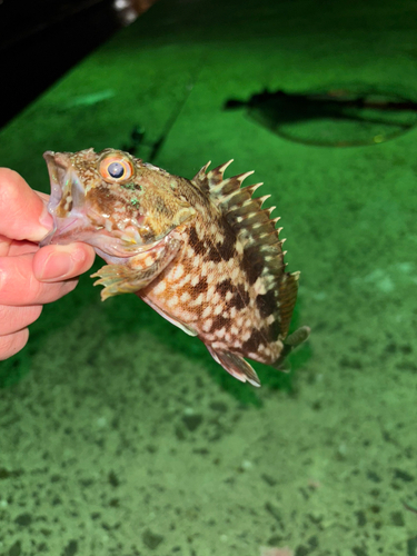 カサゴの釣果