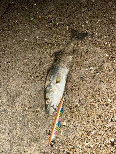 スズキの釣果