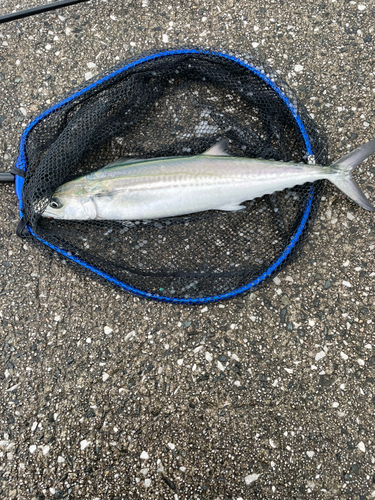 サゴシの釣果