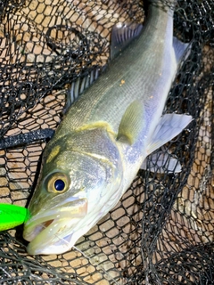 フッコ（マルスズキ）の釣果