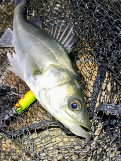 セイゴ（マルスズキ）の釣果