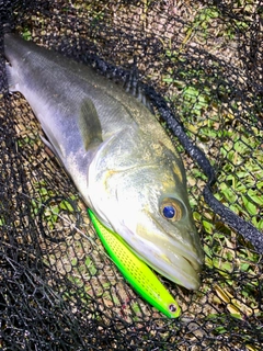 フッコ（マルスズキ）の釣果