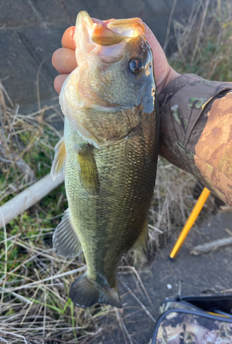 ラージマウスバスの釣果