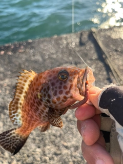 オオモンハタの釣果