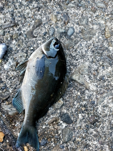 メジナの釣果