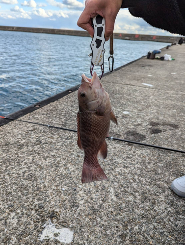 コブダイの釣果