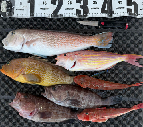 アマダイの釣果